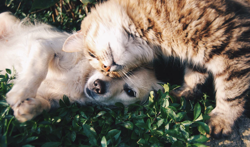 猫咪免费人成网站在线观看:农民最新创业好项目,农民创业新篇章，探索与猫咪相关的创业机遇与在线娱乐平台的革新