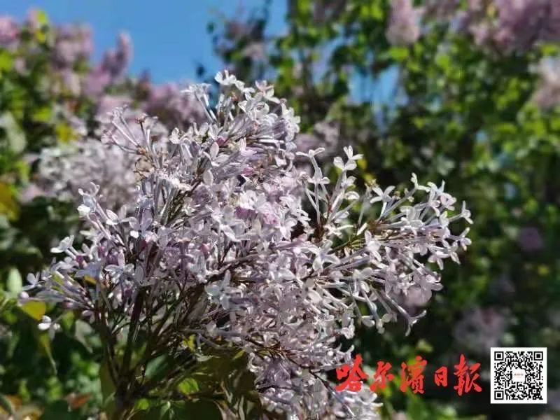 激情综合色综合啪啪五月丁香搜索:06-10-16-23-41-43H：20,激情综合色与五月丁香的探索之旅，一场感官盛宴（关键词，激情综合色、五月丁香搜索）