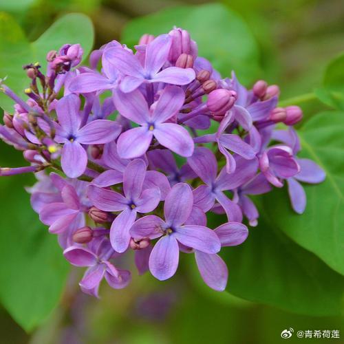 激情综合色综合啪啪五月丁香搜索:06-10-16-23-41-43H：20,激情综合色与五月丁香的探索之旅，一场感官盛宴（关键词，激情综合色、五月丁香搜索）