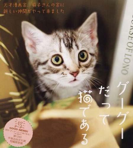 久久香蕉国产线看观看猫咪AV:24-25-26-46-47-48Q：14,久久香蕉国产线，猫咪的奇妙世界与观看体验